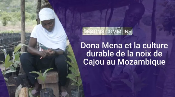 Dona Mena et la culture durable de la noix de cajou au Mozambique