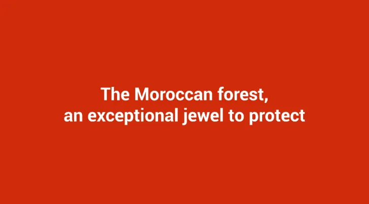 The moroccan forest, an exceptional jewel to protect
