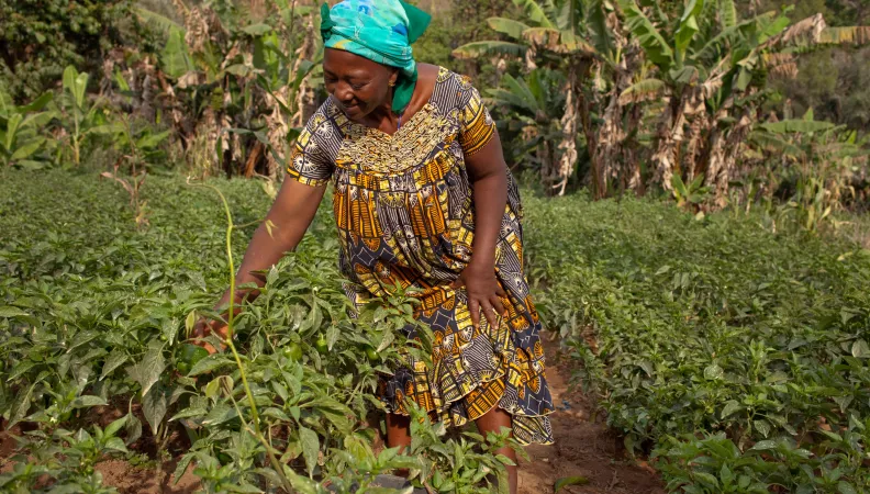 Améliorer la compétitivité des exploitations familiales agropastorales, femme, agriculture, Cameroun