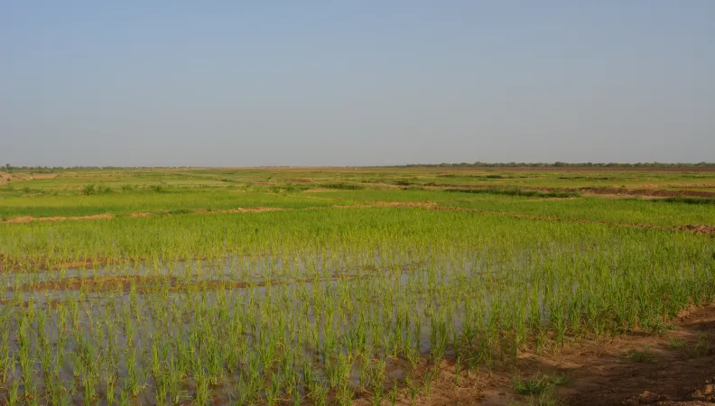 agriculture irriguée, champ, riz, Sénégal