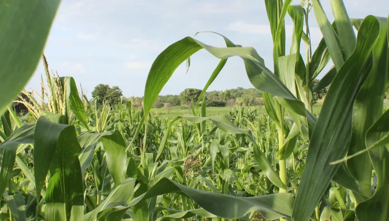 récolte, champ, agriculture