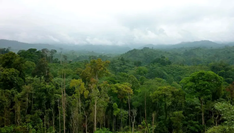 Aménager durablement les forêts du bassin du Congo et assurer un développement économique et social - Image