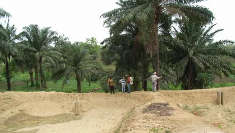 PAMESO, développement des TPE, Bénin, sentier, palmiers