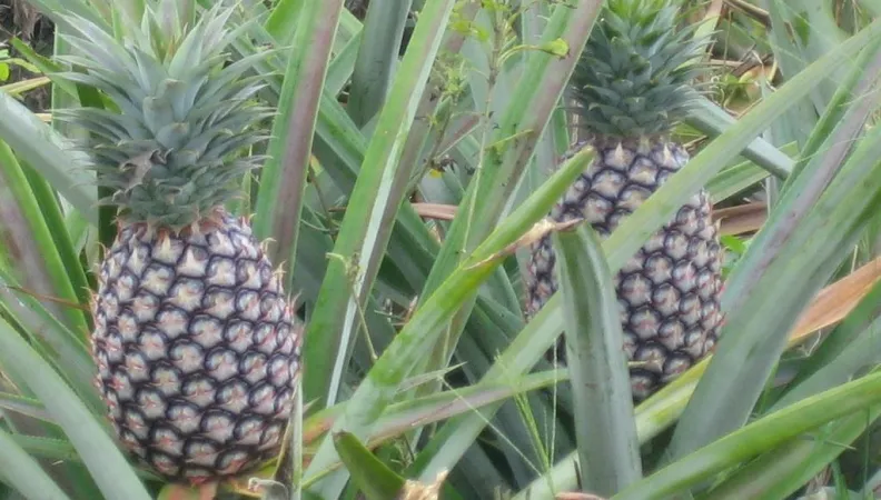Parasep, Bénin, secteur privé, plantation, ananas