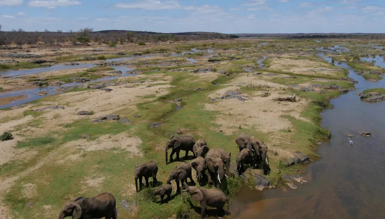 elephants, poaching, mozambique