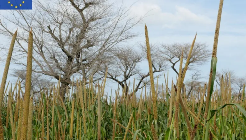 Quantifier l’impact des politiques publiques en faveur de l’agroécologie sur les inégalités de revenus - Visuel - 