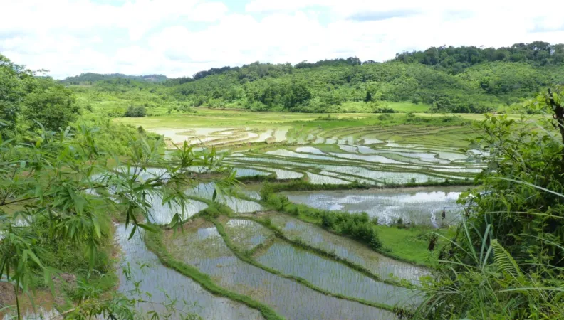 Développement des filières bambou et rotin au Laos