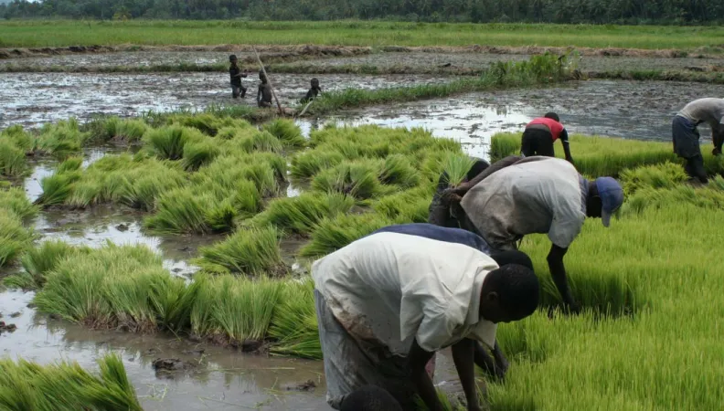 Résilience Post Cyclone Matthew
