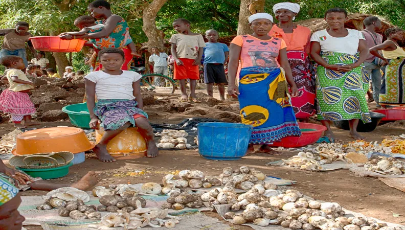 Produits forestiers non ligneux, communautés locales et conservation de la Réserve Nationale de Gilé au Mozambique 