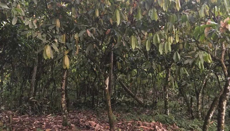 Appuyer la filière maraîchère en milieu périurbain et la production durable de cacao dans le Nord, Congo, AFD