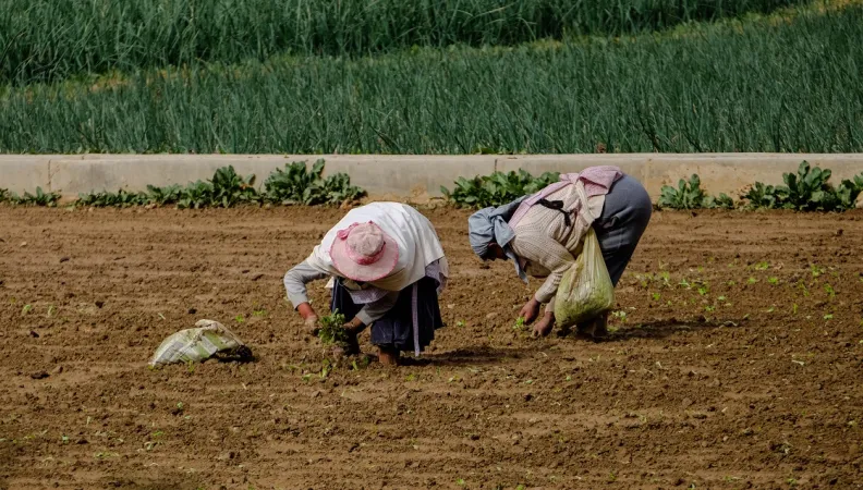 afd caf amérique du sud
