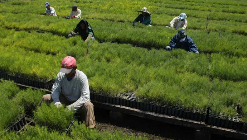 plan sierra afd déforestation