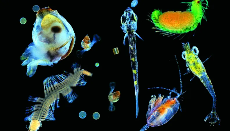 Mélange de plancton FFEM AFD