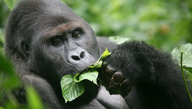 parc national cameroun biodiversité afd