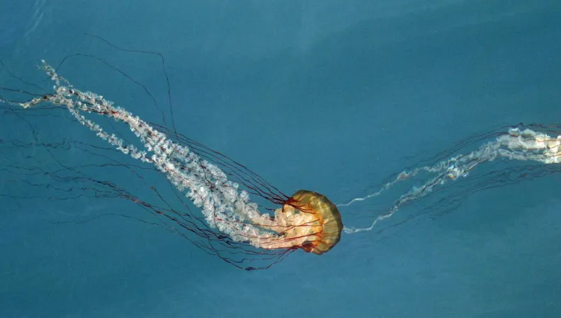 FiCS Side Event – The Data4Nature initiative