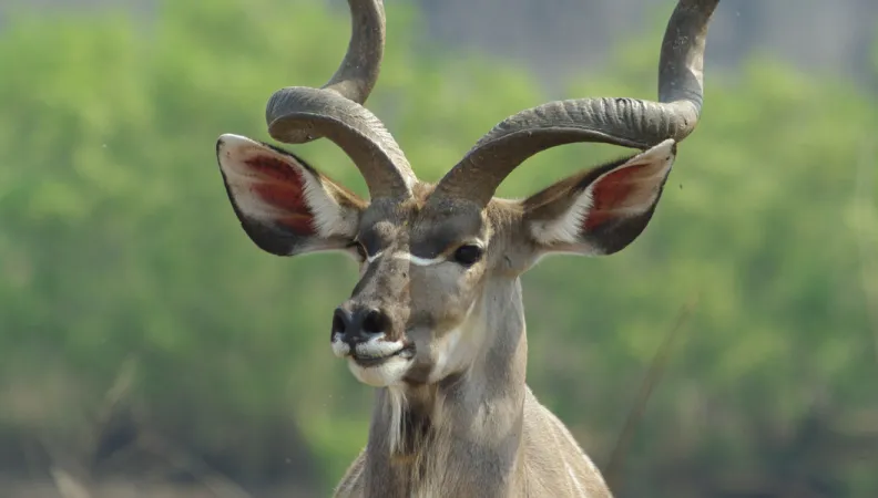 FAO and AFD will support development of community conservancies in Kavango-Zambezi Transfrontier Conservation Area of Botswana and Namibia