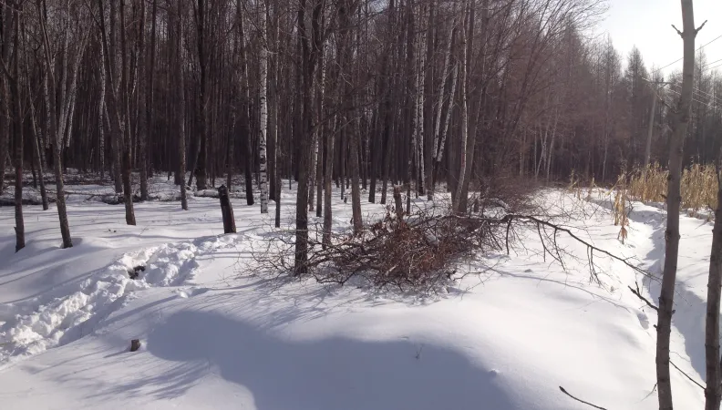 Recovering forest residue to heat a district of Yichun