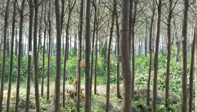 Vers une gestion durable de la forêt dans la province de Hunan