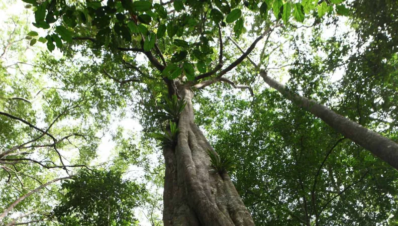 Appel à manifestations d’intérêt (AMI) de recherches sur l’« intégration transversale (mainstreaming) de la biodiversité dans les secteurs économiques »