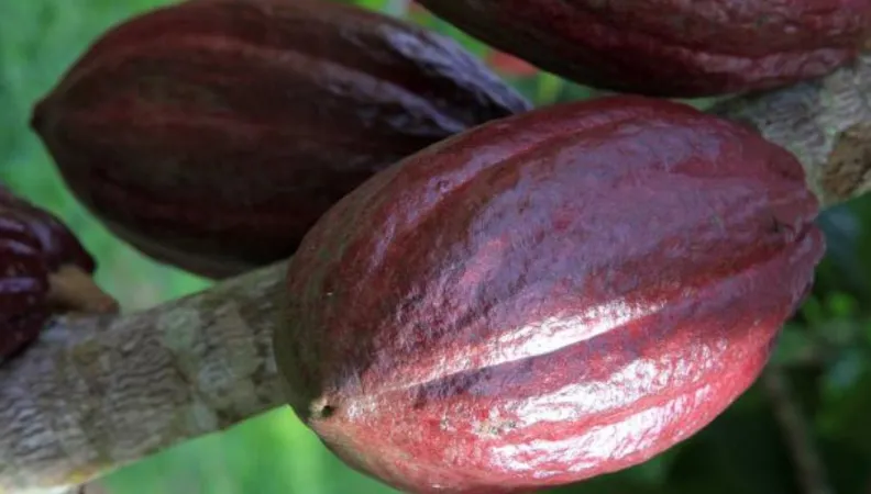 Le projet « Economie verte » vise à renforcer la gestion socio-écosystémique et le système d’aires protégées du département Sud d’Haïti