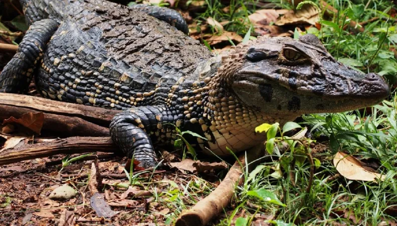 Yasuni parc national Equateur