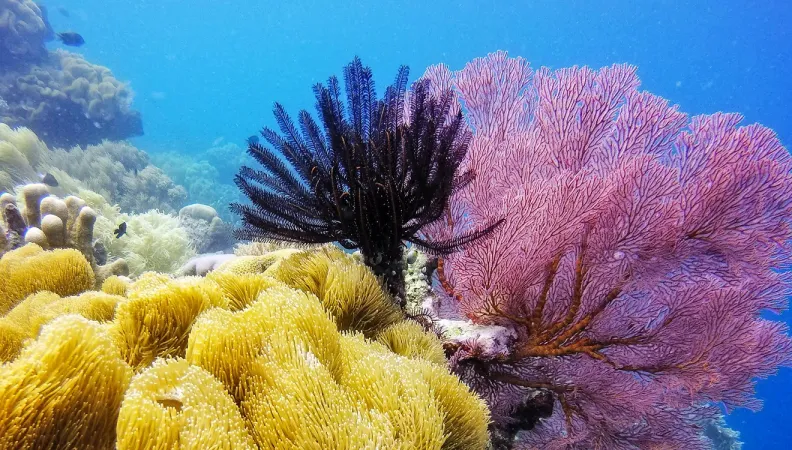corail biodiversité marine aire protégée fond marin océan