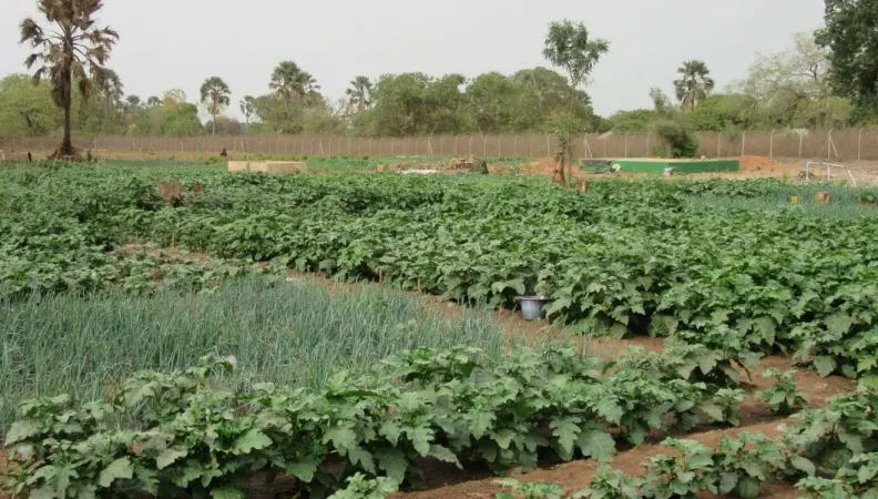 Le projet ROOTS appuie les filières rizicoles et maraîchères tout en garantissant une gestion durable des ressources naturelles 