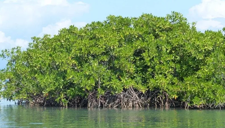 Créé en 2012, le CBF est un fonds fiduciaire régional dédié au financement durable de la conservation de la biodiversité marine et terrestre