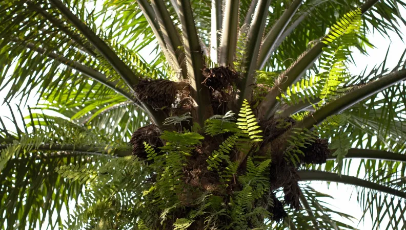 palmier à huile Afrique arbre culture