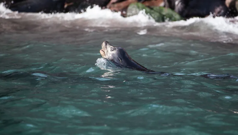 Bahia de Kino, Mexique 