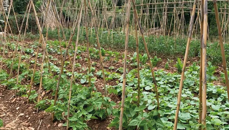Soutien au secteur agricole, à la sécurité alimentaire et à l’emploi au Liban (BASATINE)