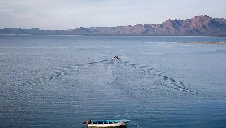 océans biodiversité marins