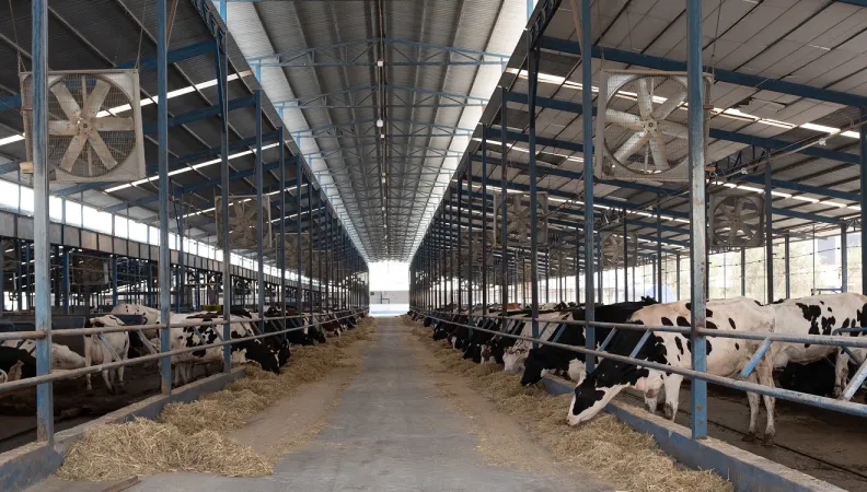 élevage Ouzbékistan bovins vaches ferme AFD