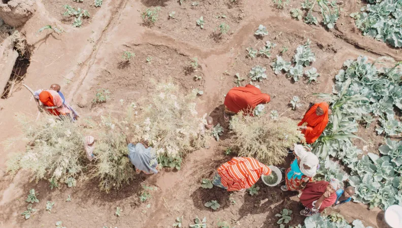 Vue aérienne des femmes récoltants des feuilles de henné dans la cuvette oasienne de Kourgam, Niger.