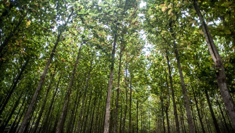 Justice environnementale et climatique