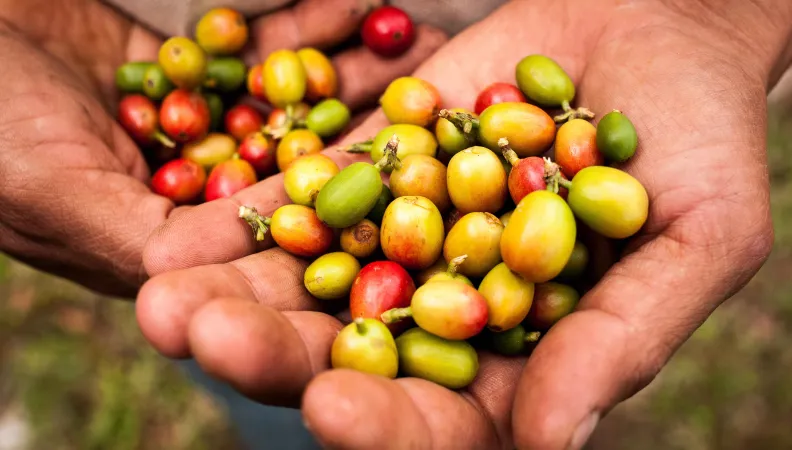 Mains avec grains de café