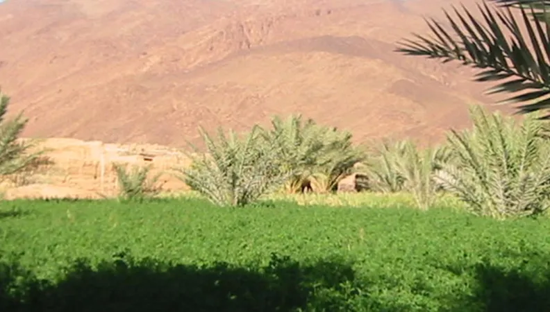 L'AFD accompagne l'ONG Cari pour son programme de préservation et de valorisation économique de l’agrobiodiversité oasienne dans la vallée du M’Zab, en Algérie.