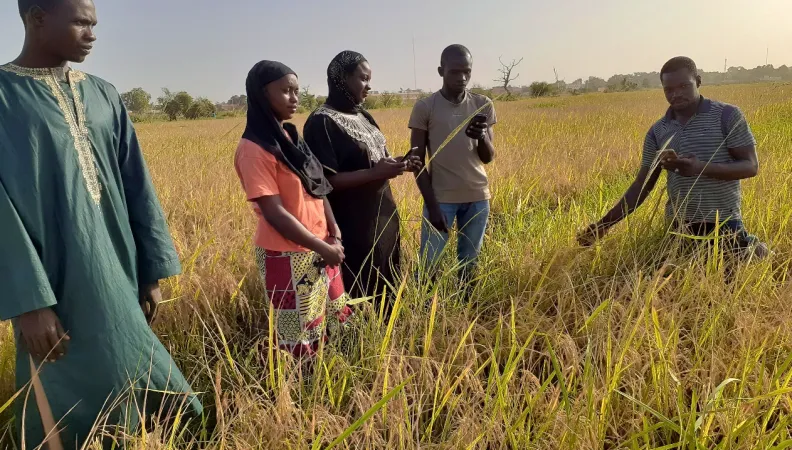 AFD appui les organisations paysannes au Burkina et en Guinée