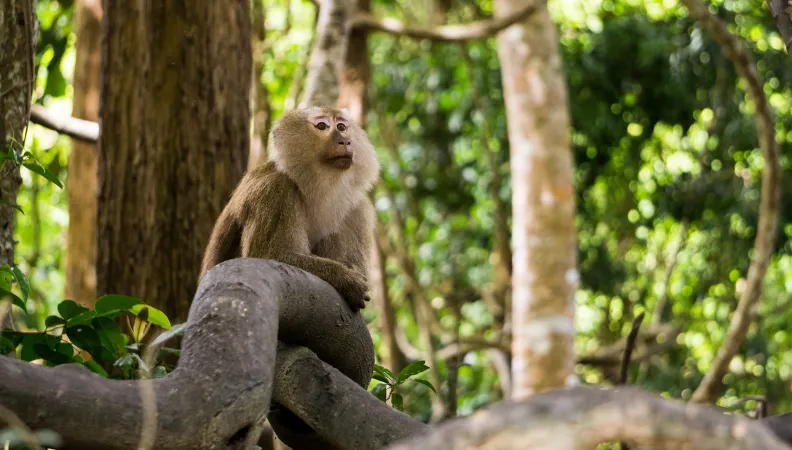 Singe dans la forêt en Thaïlande