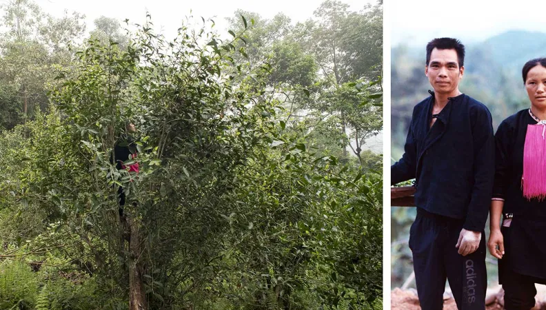 Laos gestion durable Nyot Ou producteurs de thé