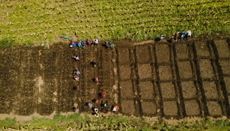 fields agriculture tanzania