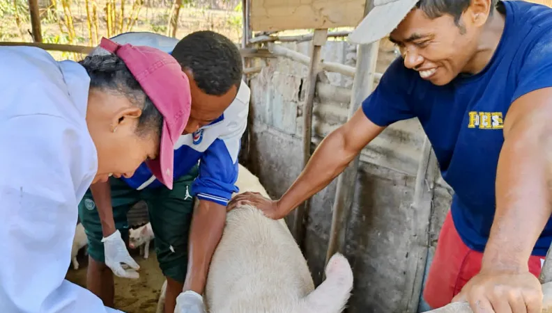 prévention transmission maladie porc océan indien