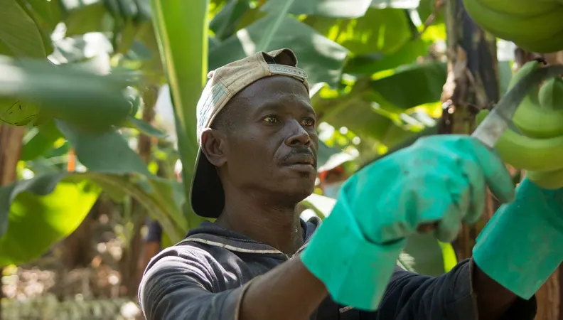 Le projet renforce les moyens d’agir des producteurs de bananes dans un contexte économique et climatique difficile au Pérou et en République dominicaine.