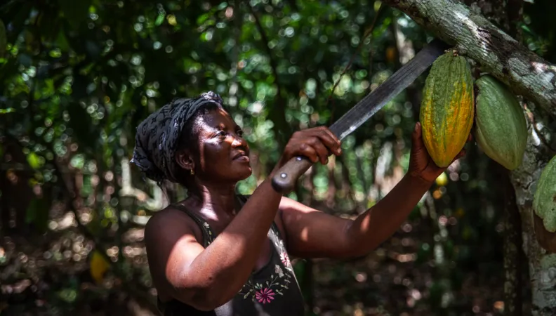 Une femme coupe une cabosse de cacao.