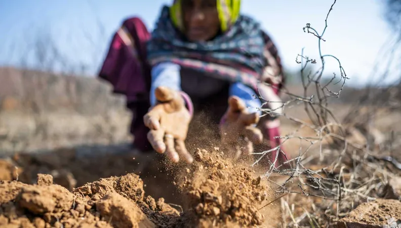 The purpose of this project is to improve the overall ecological balance in the State of Rajasthan, by supporting the protection of endemic and the restoration of endangered plant species.