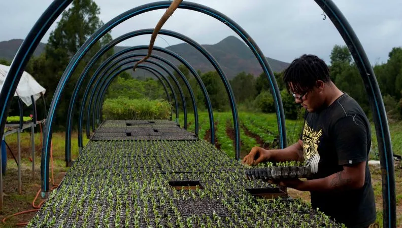 Exploitation d'agroforesterie dans le sud de la Nouvelle-Calédonie