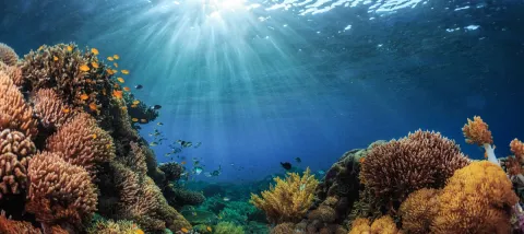 Initiative Kiwa, AFD, biodiversité et adaptation au changement climatique dans le Pacifique