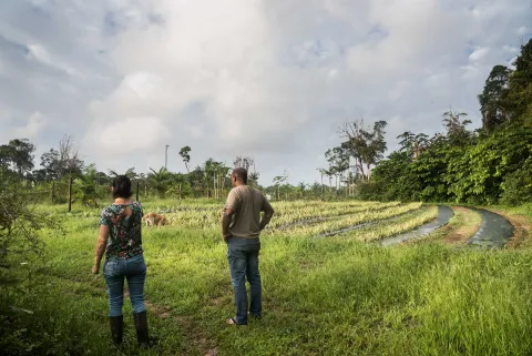 Agro-industrie, Guyane, Amazonie