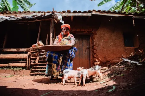 Agroécologie, femme, cochon