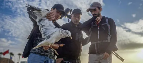 Membres du Grepom sauvant une mouette